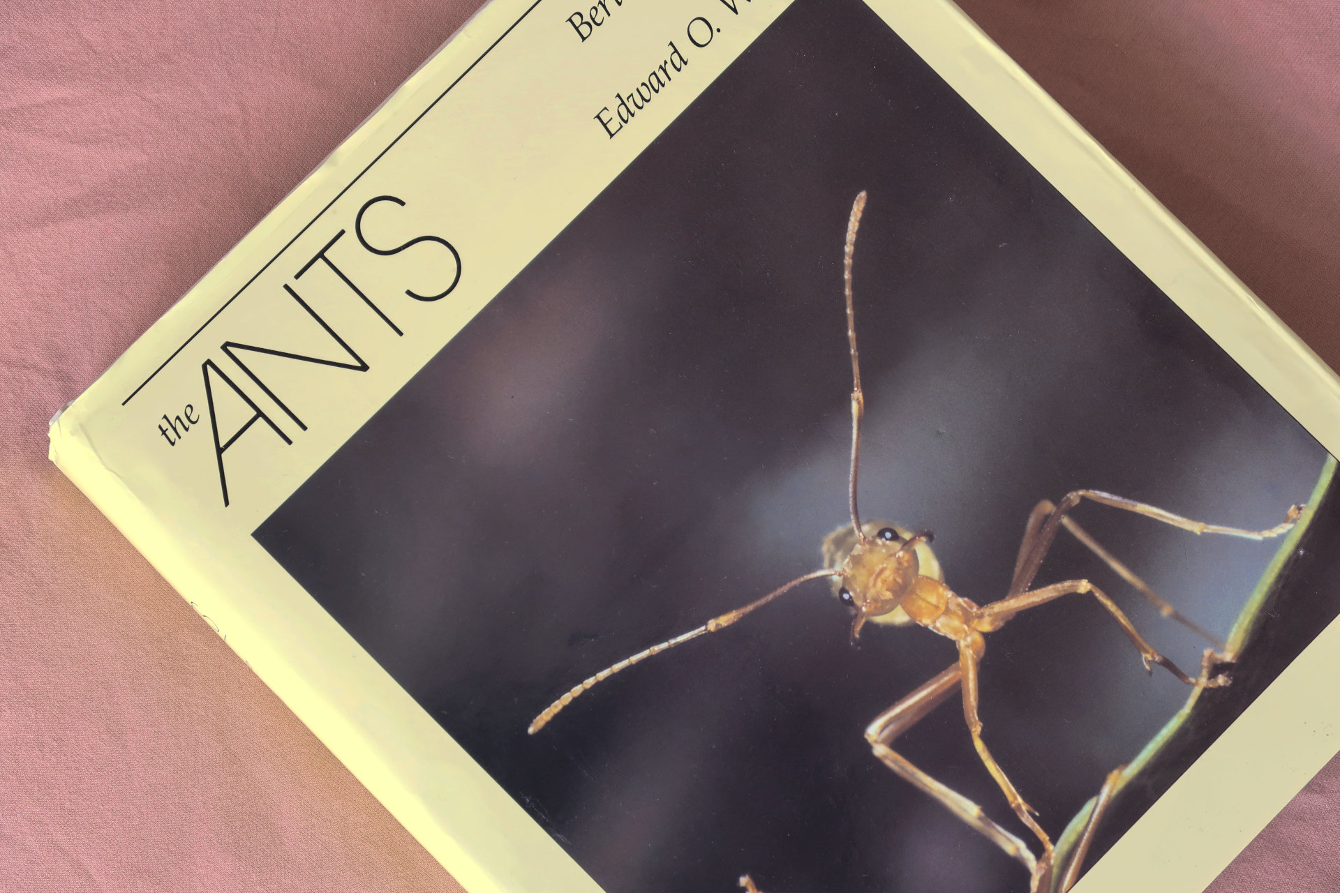 Best Book About Ants