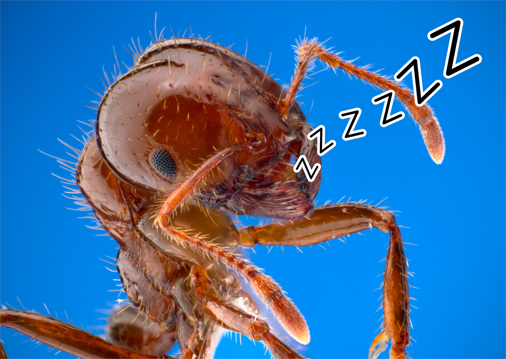 When do ants sleep?